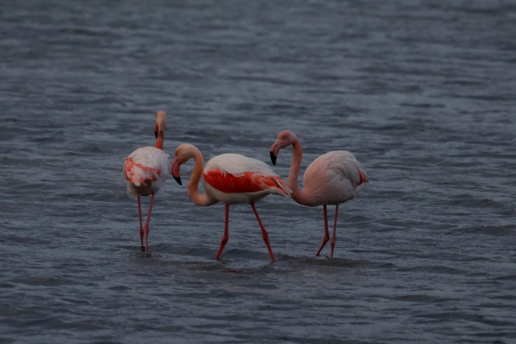 Greater Flamingo