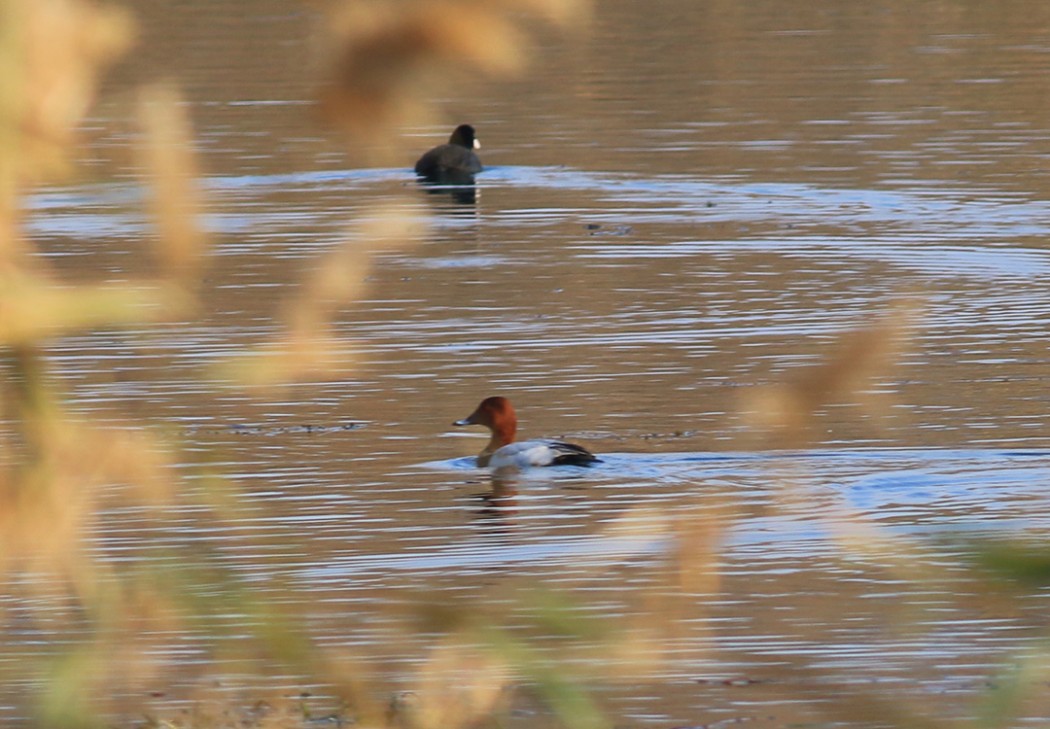 Common Pochard