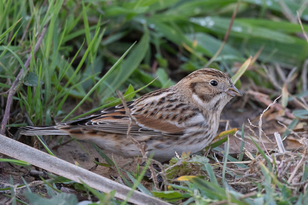 Lapland Longspur