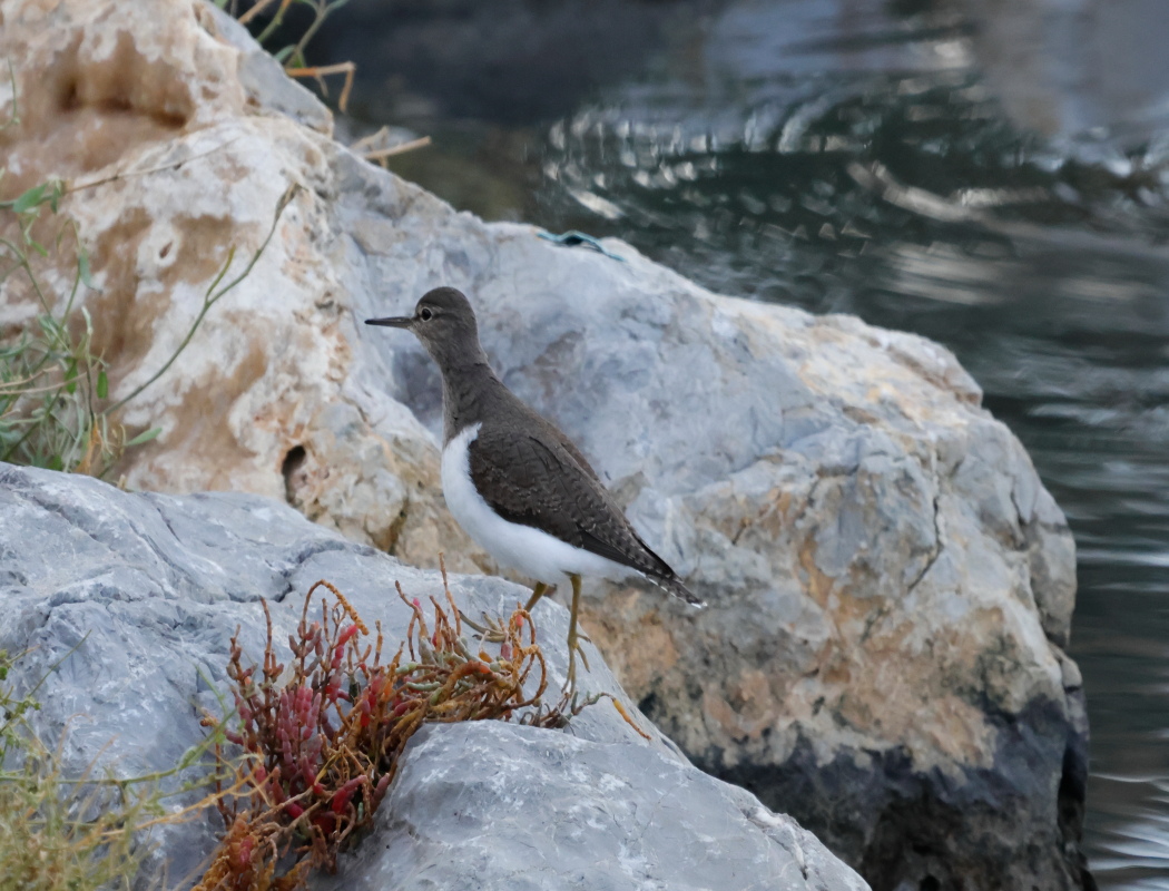 Common Sandpiper