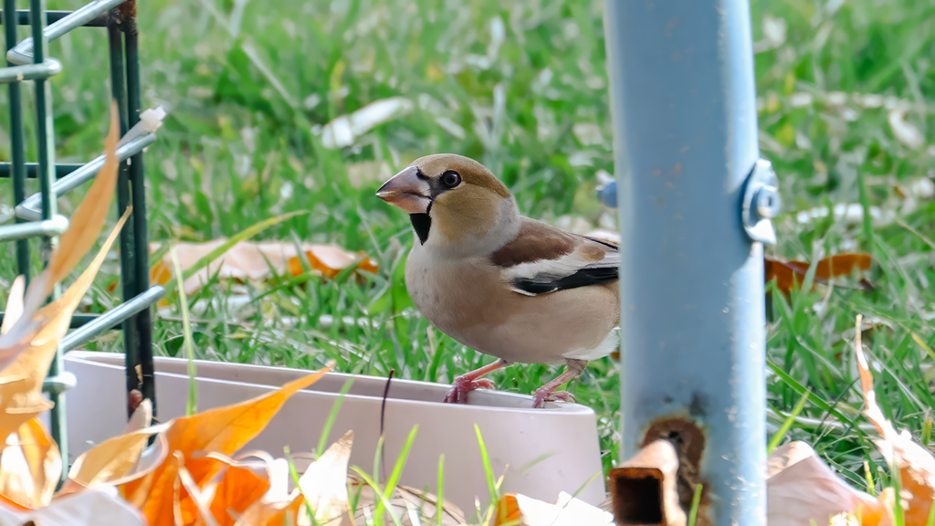Hawfinch