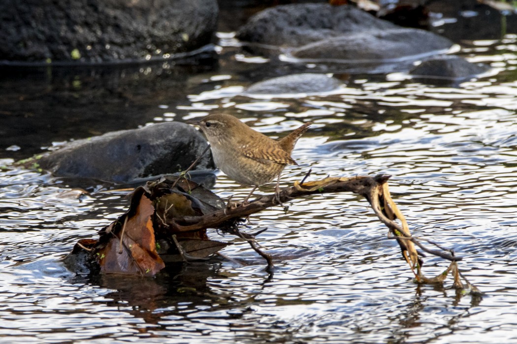 Eurasian Wren