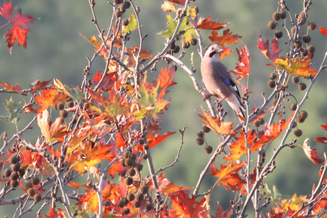 Eurasian Jay
