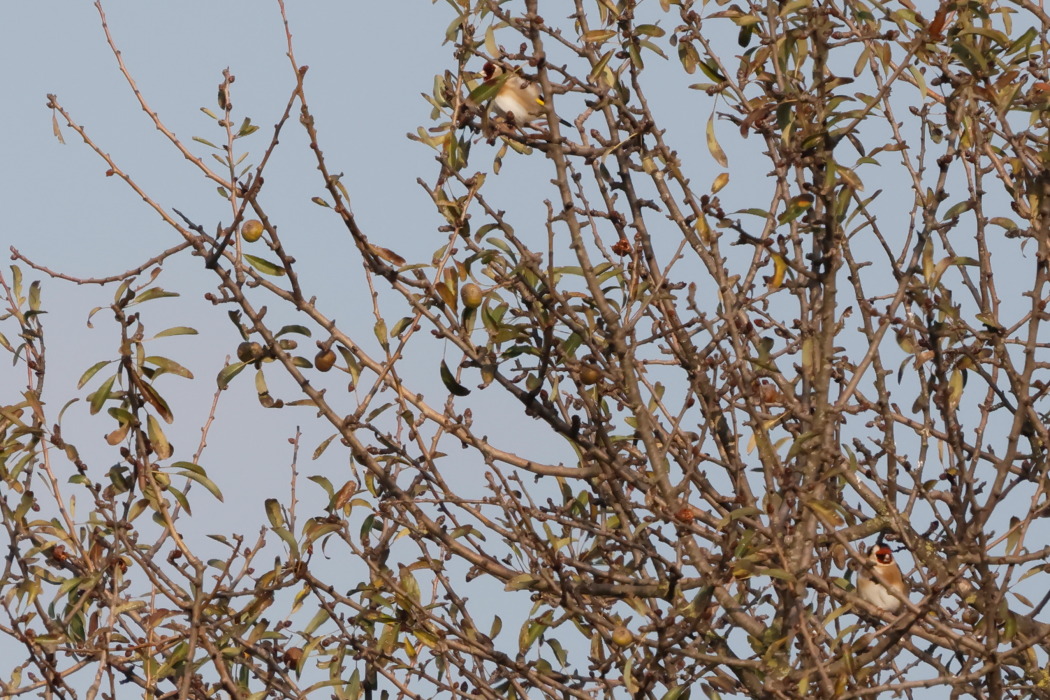 European Goldfinch