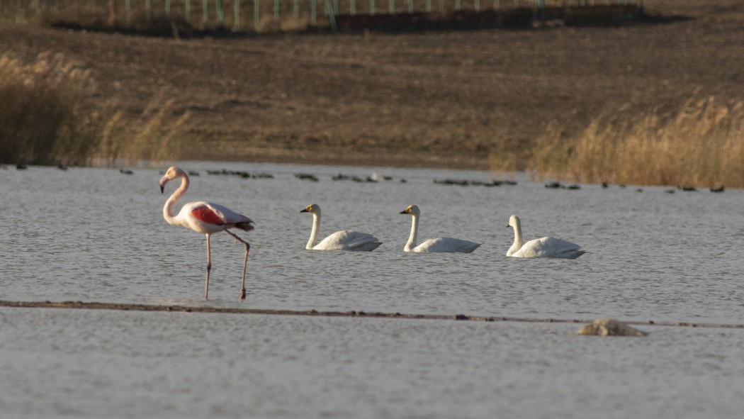 Tundra Swan