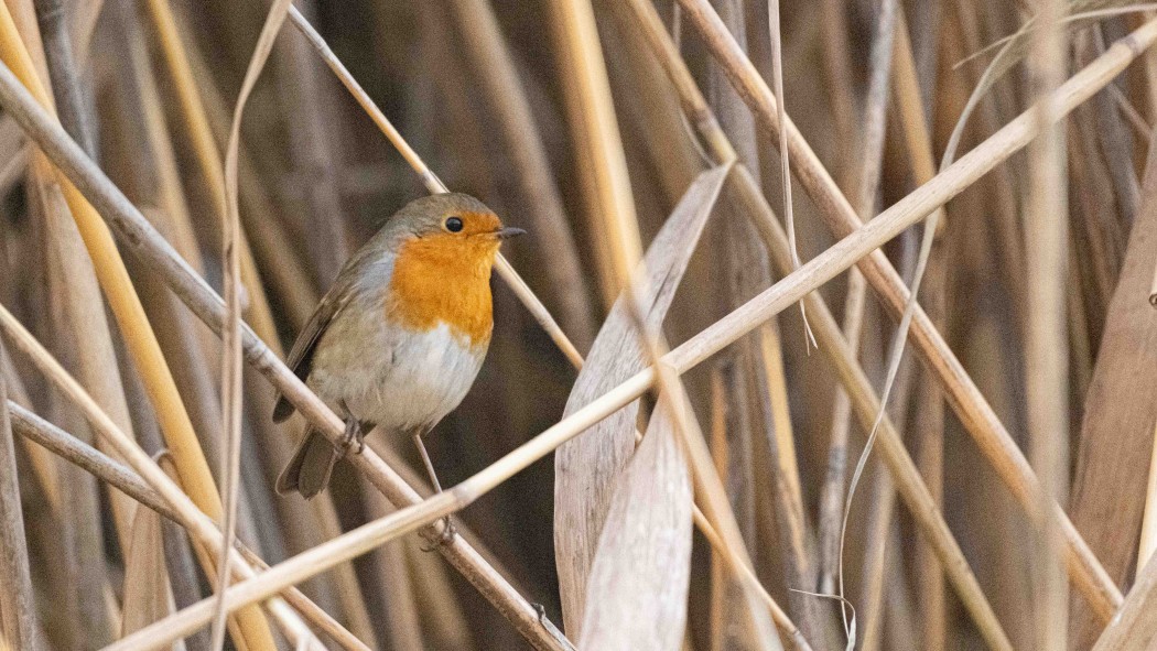 European Robin