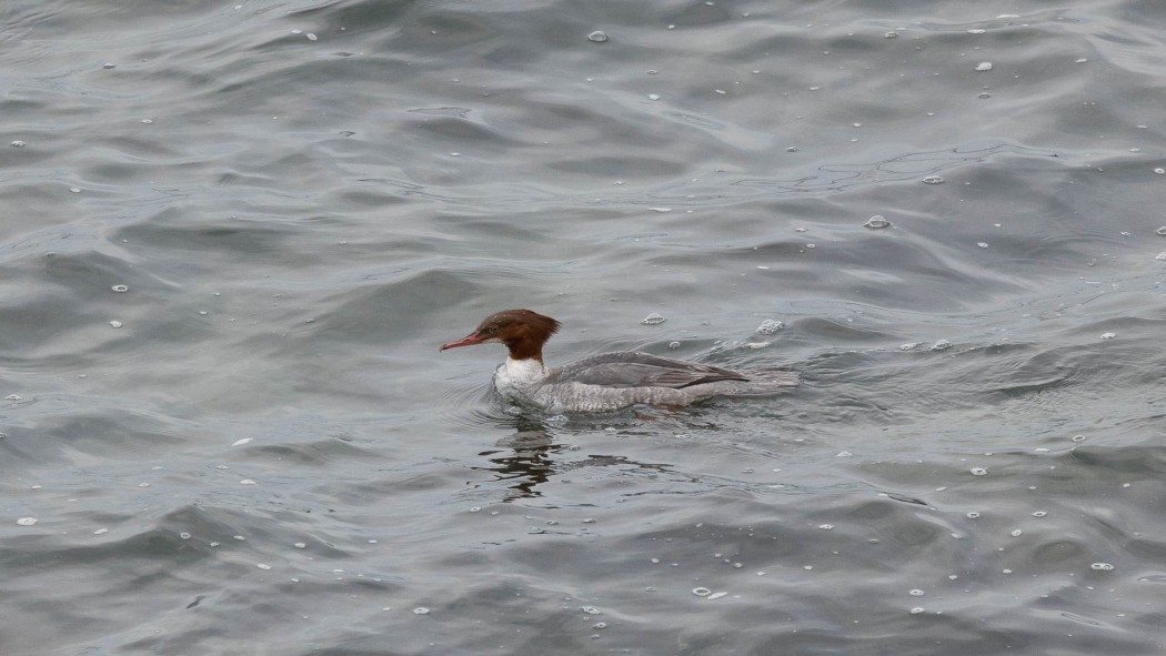 Common Merganser