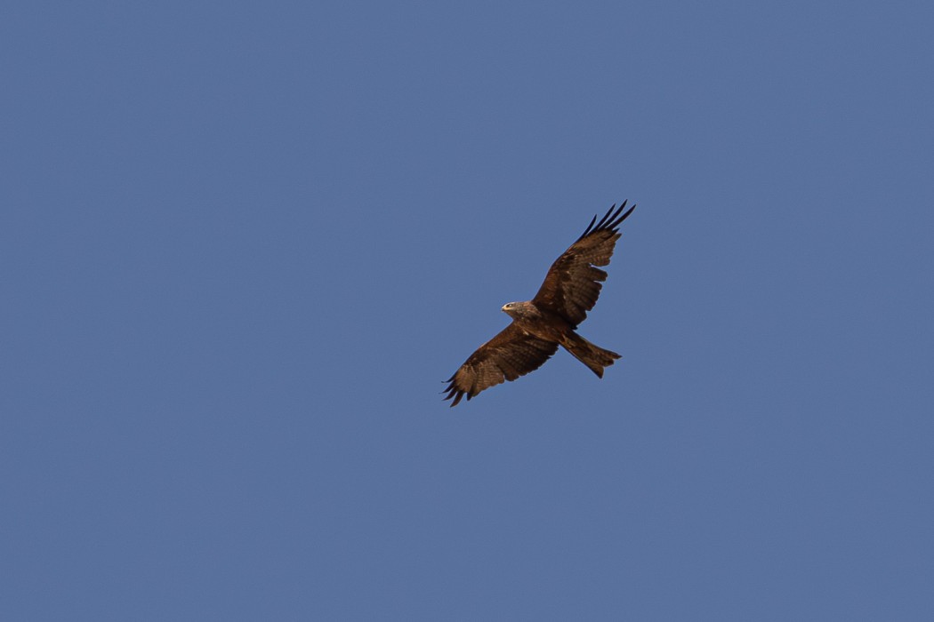 Black Kite
