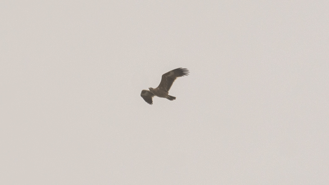 Steppe Eagle
