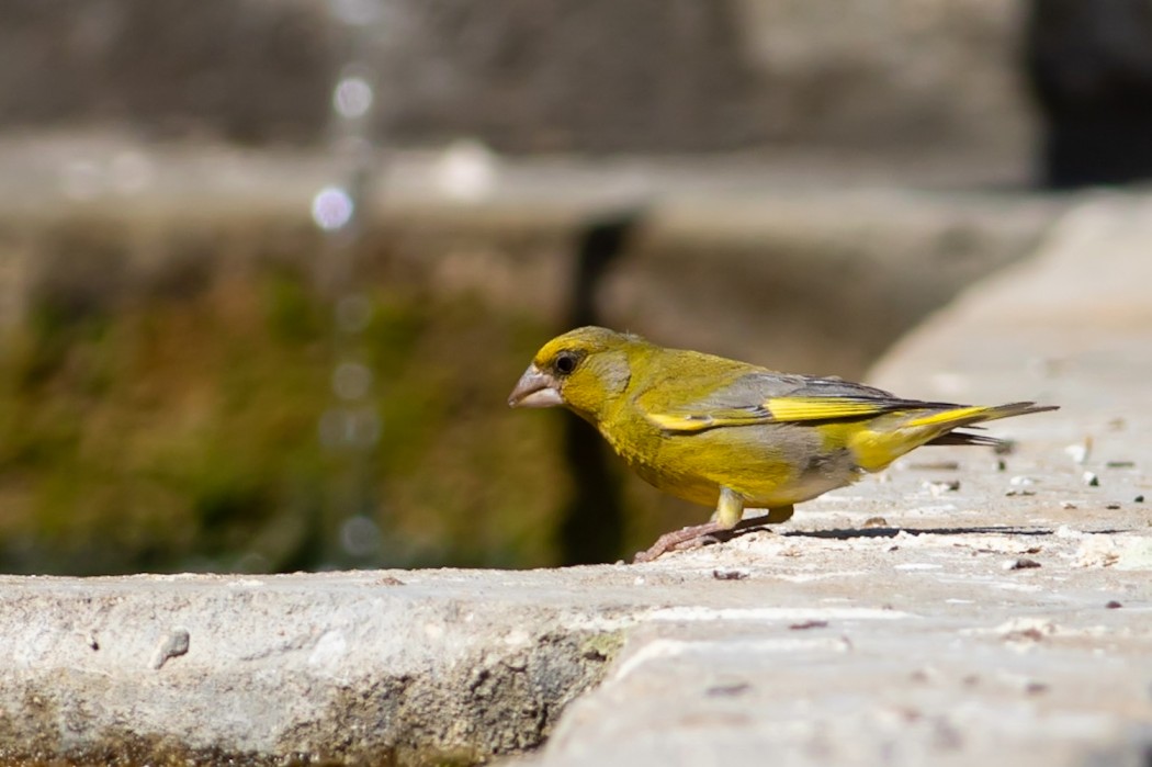 European Greenfinch