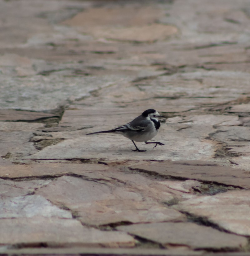 White Wagtail