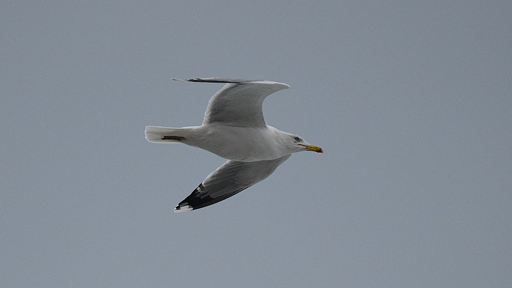 Yellow-legged Gull