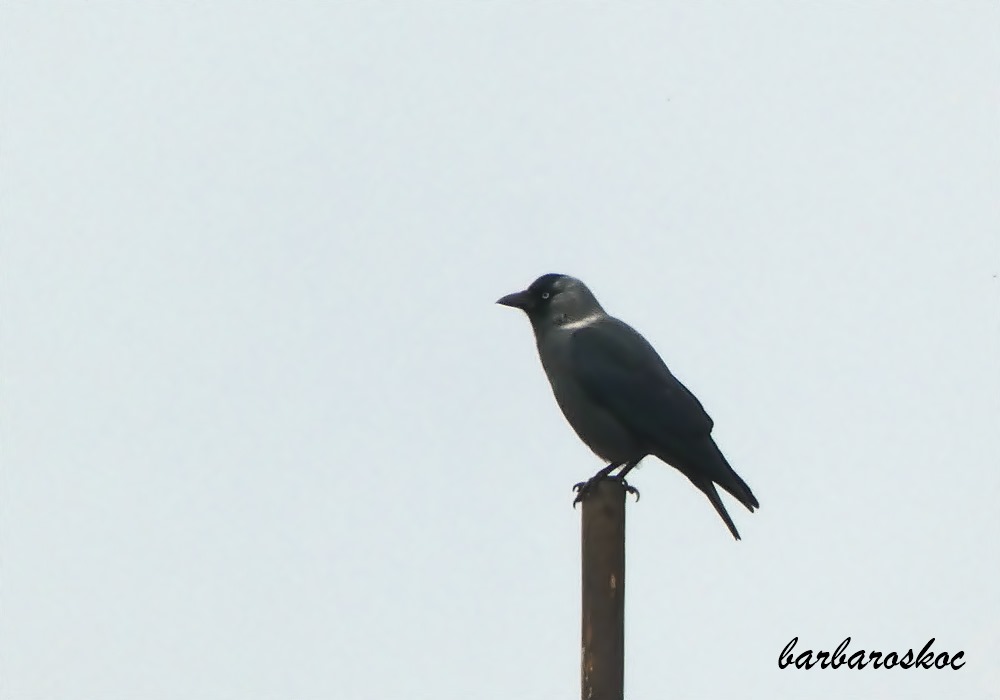 Western Jackdaw