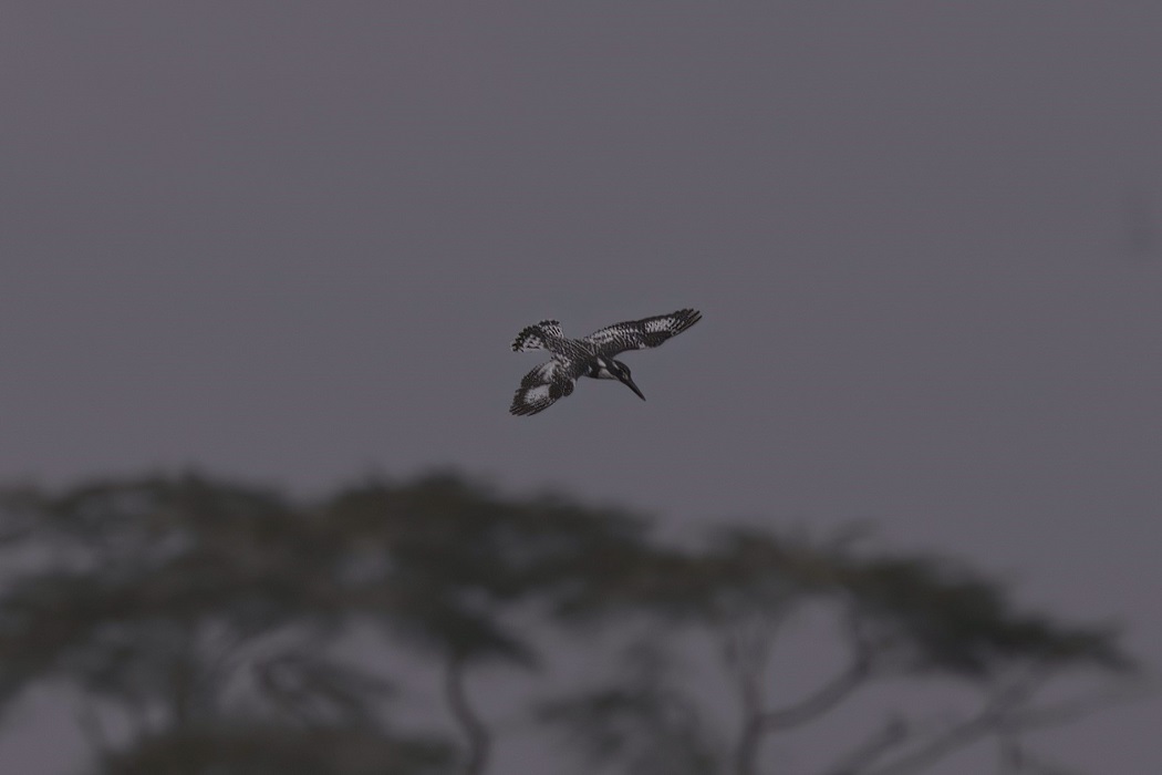 Pied Kingfisher