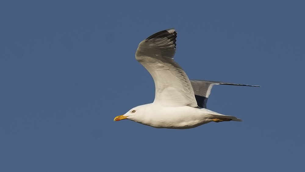 Yellow-legged Gull