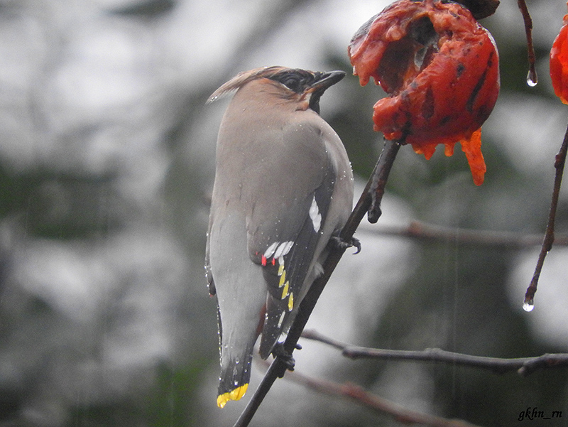 Bohemian Waxwing