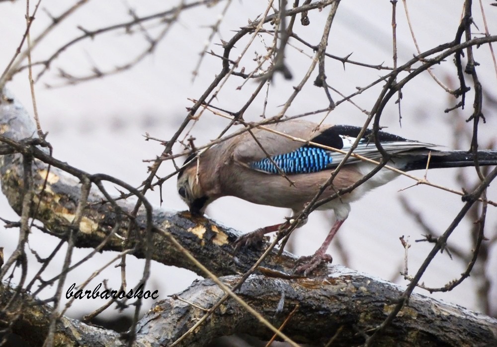 Eurasian Jay