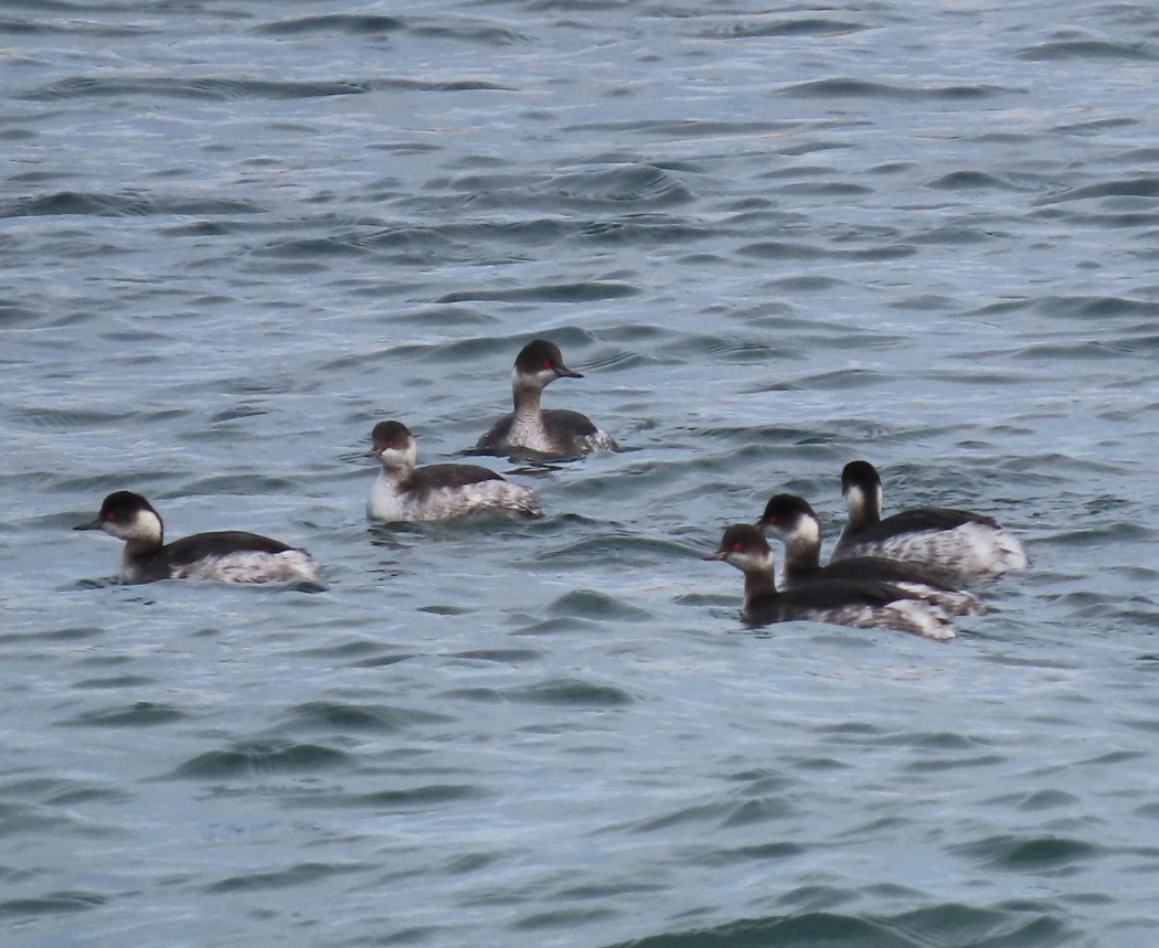 Black-necked Grebe