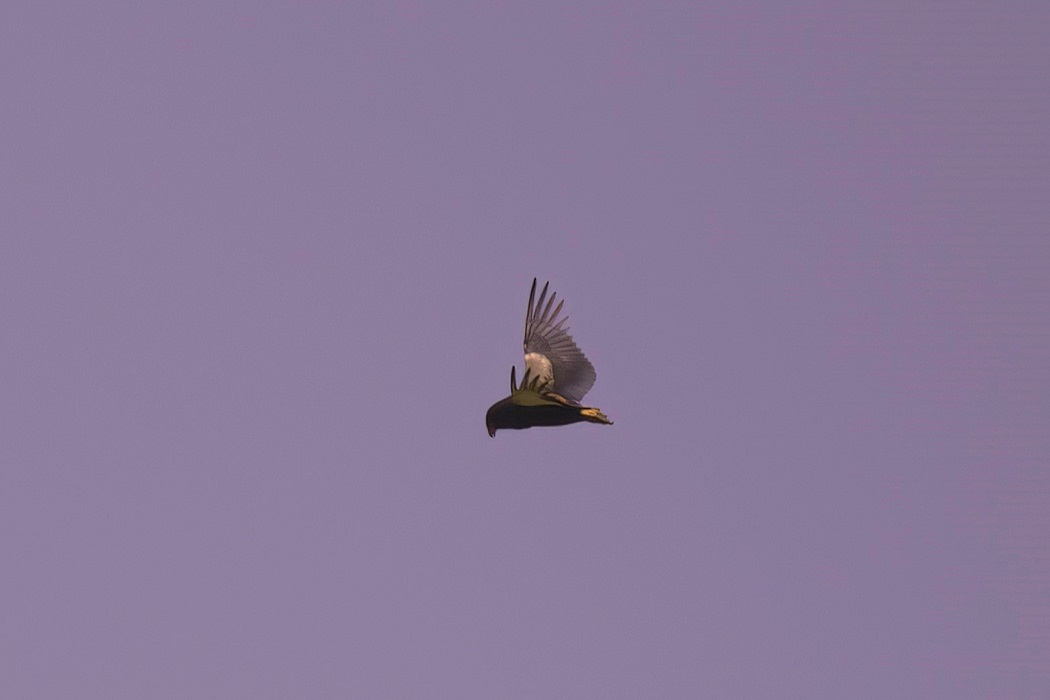 Bateleur