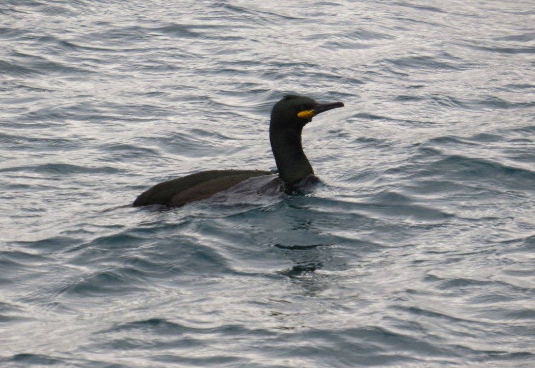 European Shag