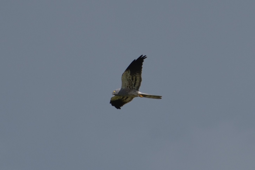 Montagu`s Harrier