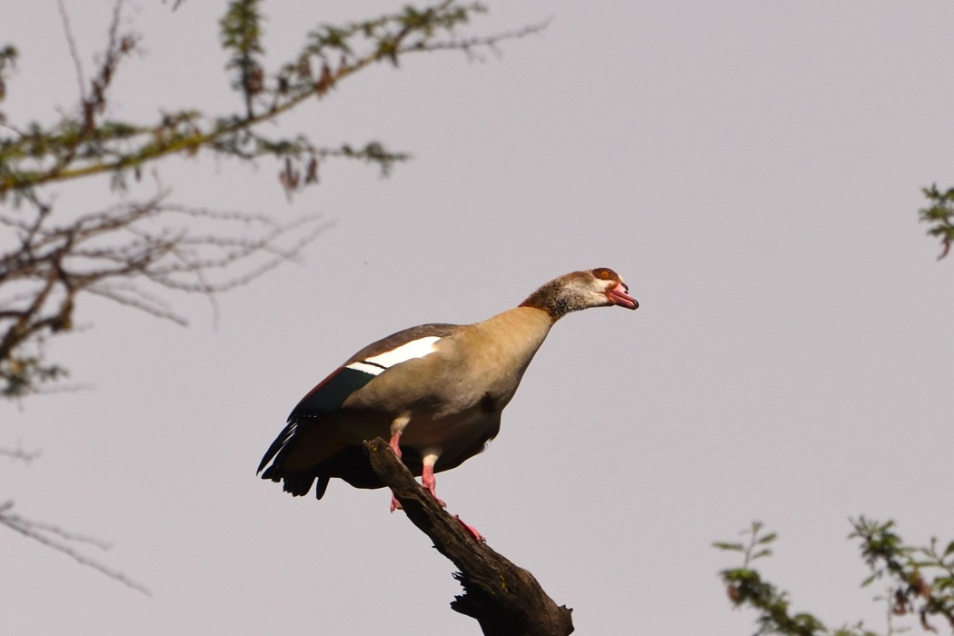 Egyptian Goose