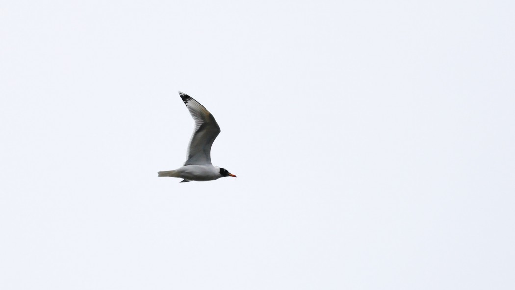 Pallas`s Gull