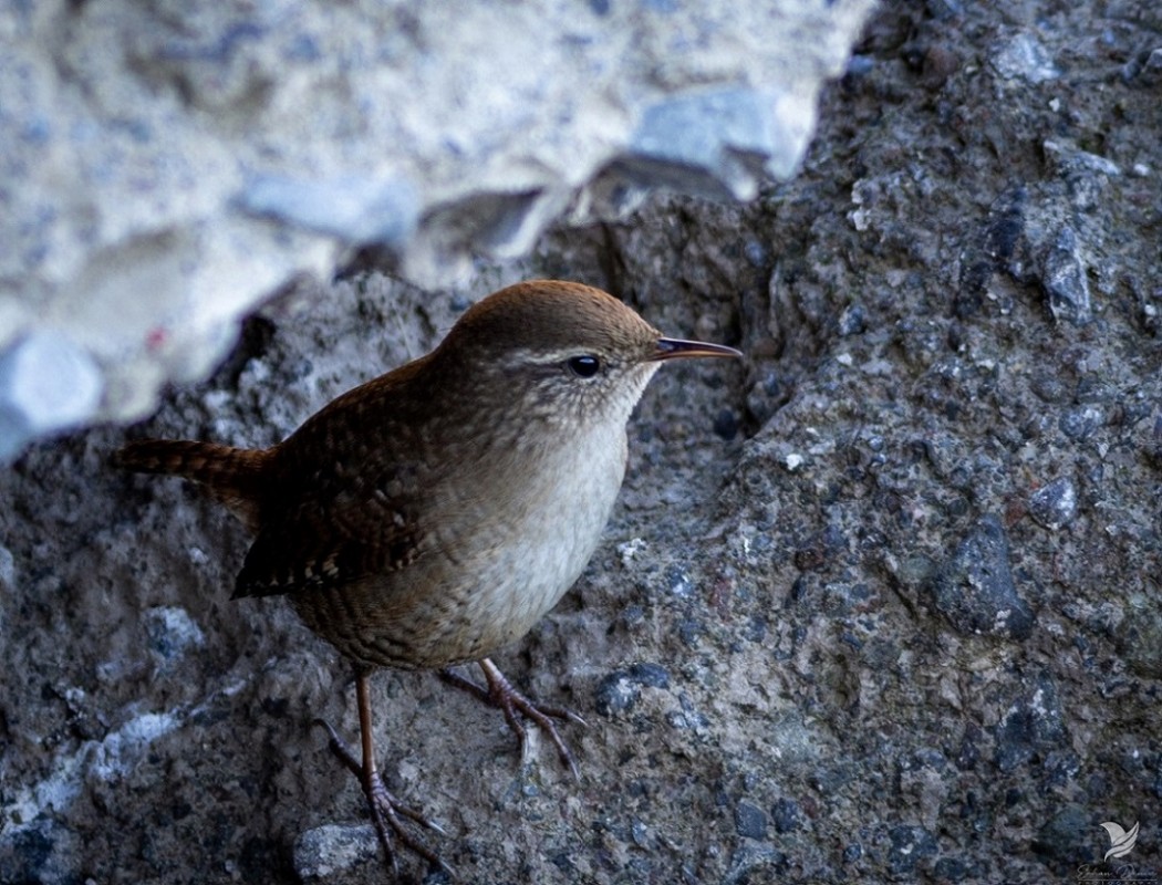 Eurasian Wren