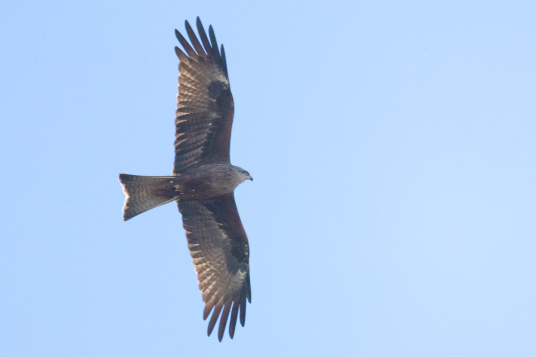 Black Kite