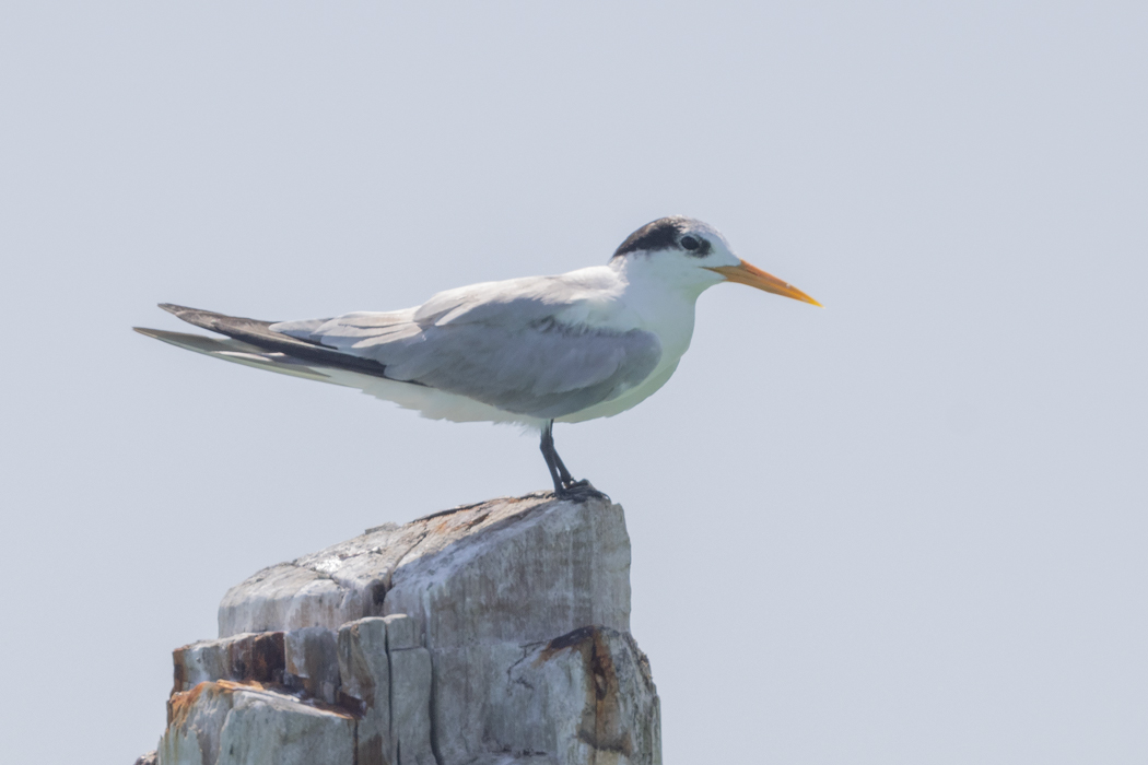 Lesser Crested Tern