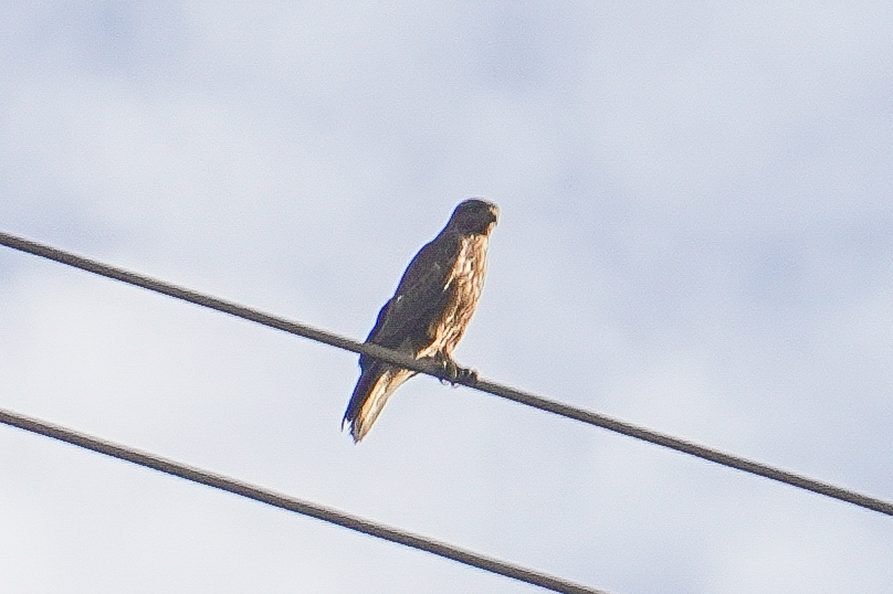 Common Buzzard