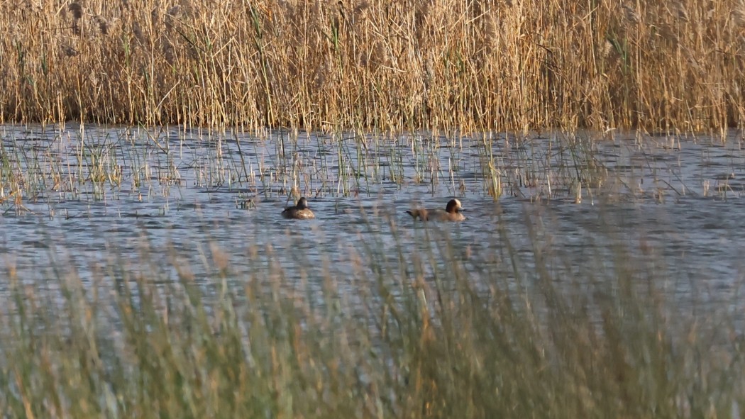 Eurasian Wigeon