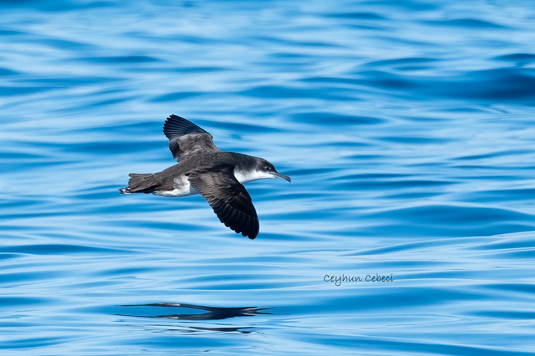 Yelkouan Shearwater