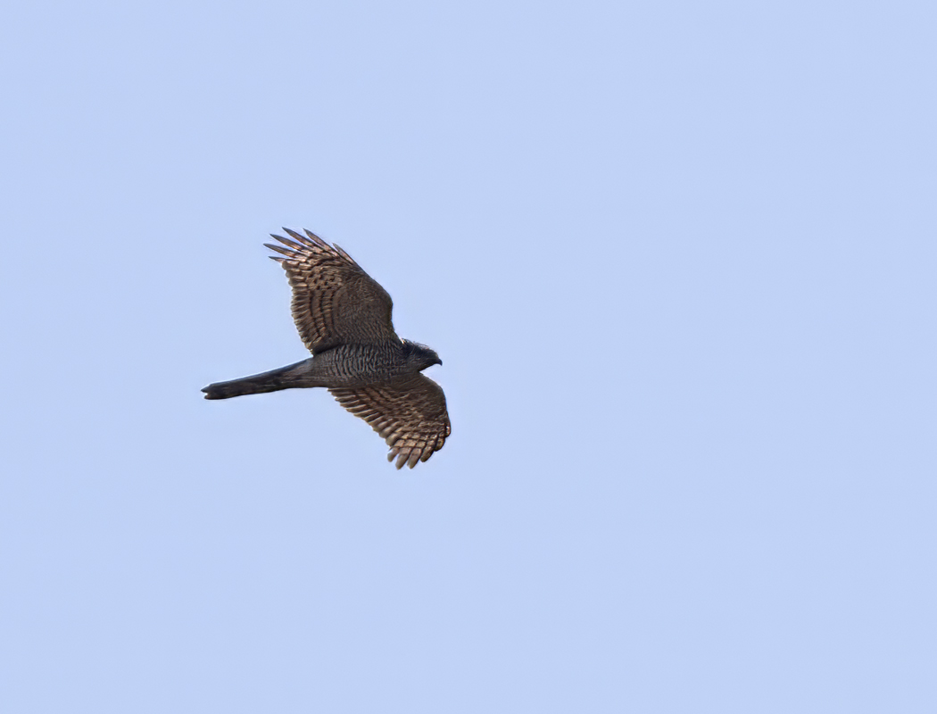 Eurasian Sparrowhawk