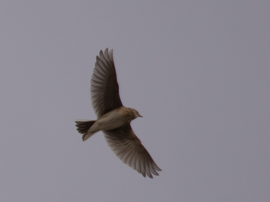 Eurasian Skylark