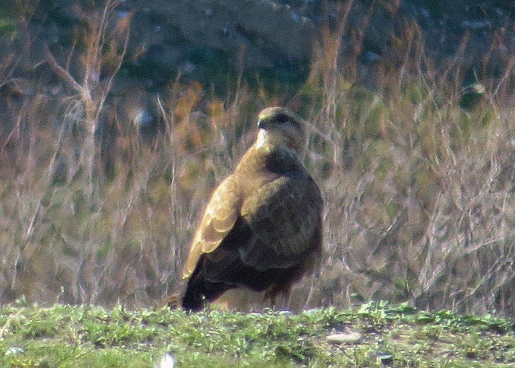 Common Buzzard