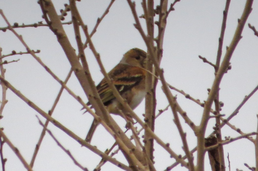 Brambling