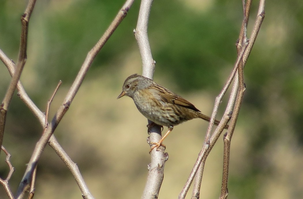 Dunnock