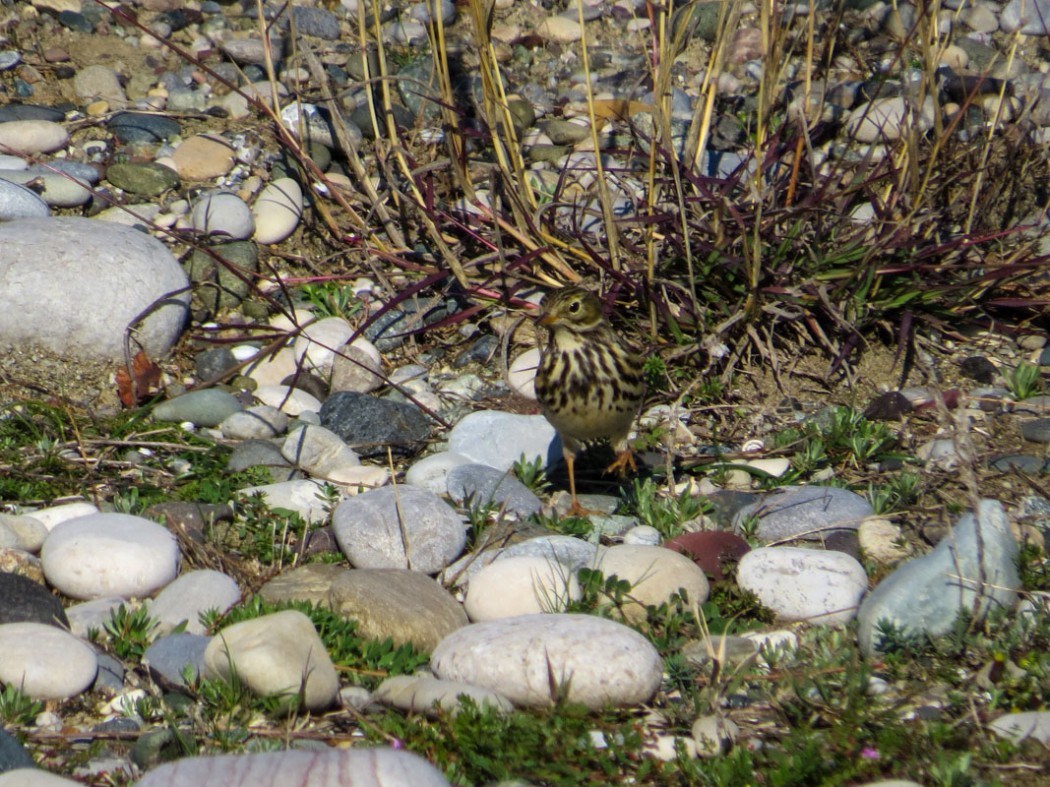 Meadow Pipit
