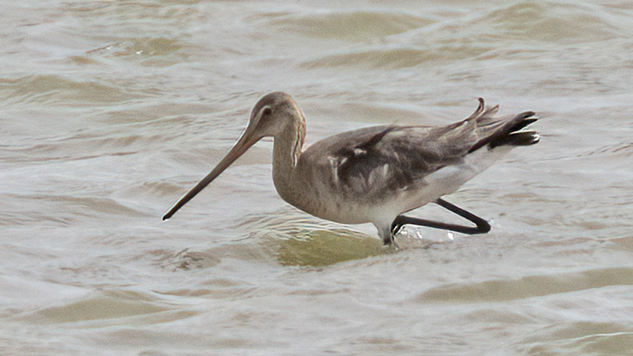 Black-tailed Godwit