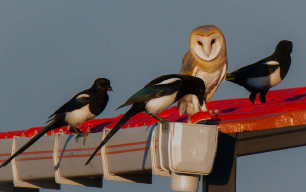 Western Barn Owl
