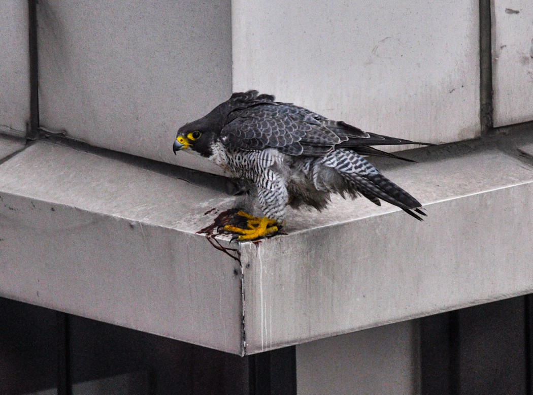 Peregrine Falcon