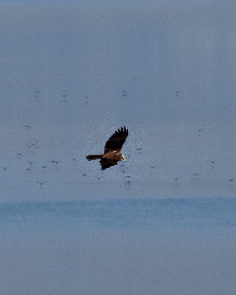 Western Marsh Harrier