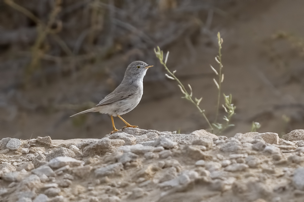 Asian Desert Warbler