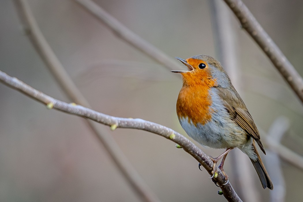 European Robin