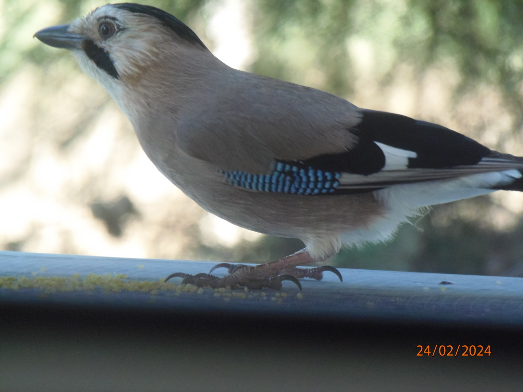 Eurasian Jay