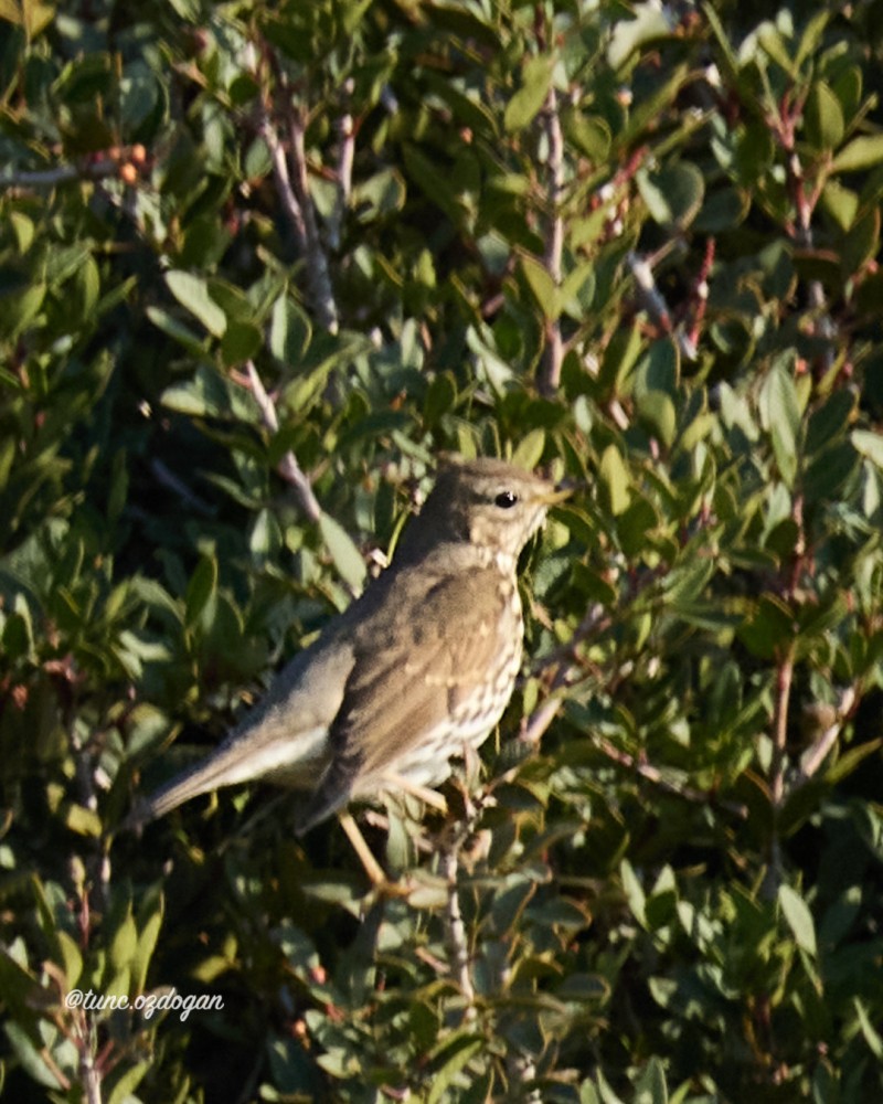Song Thrush