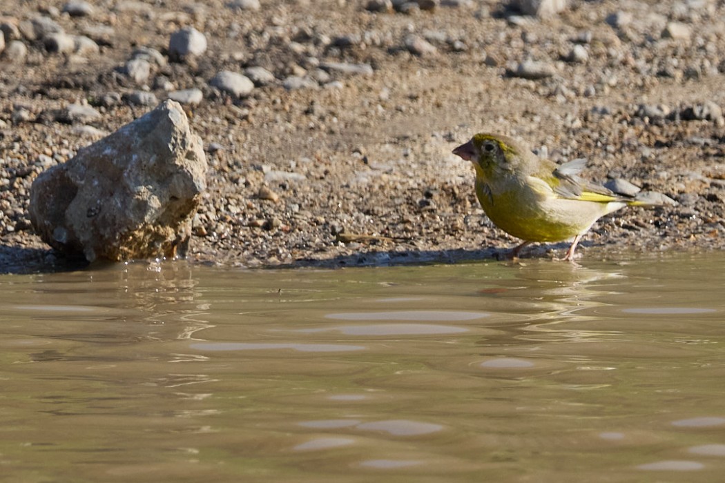 European Greenfinch