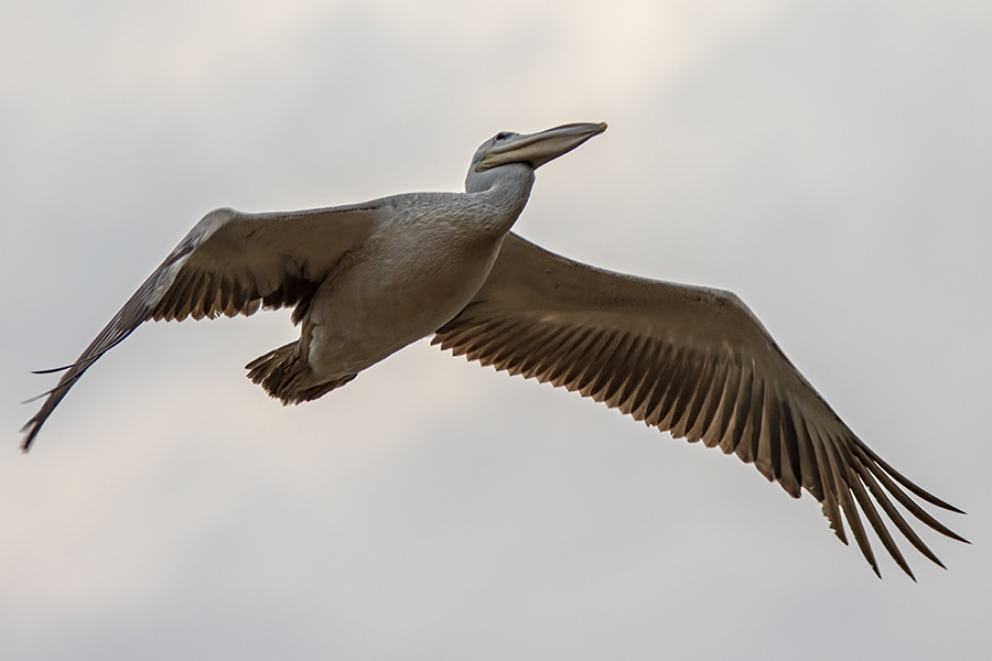 Pink-backed Pelican
