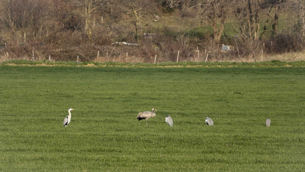 Common Crane
